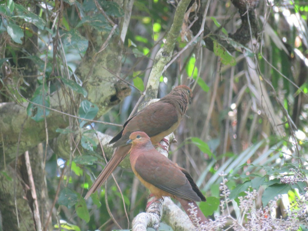 Maronentaube - ML645837323