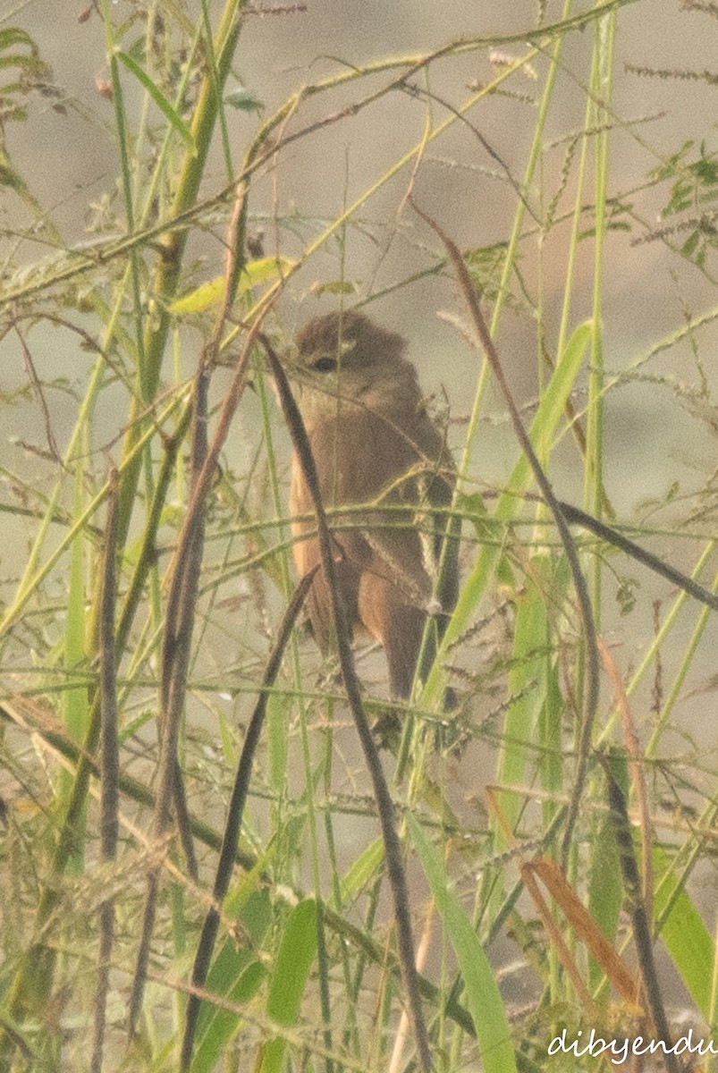 rákosník hlučnohlasý - ML645837329