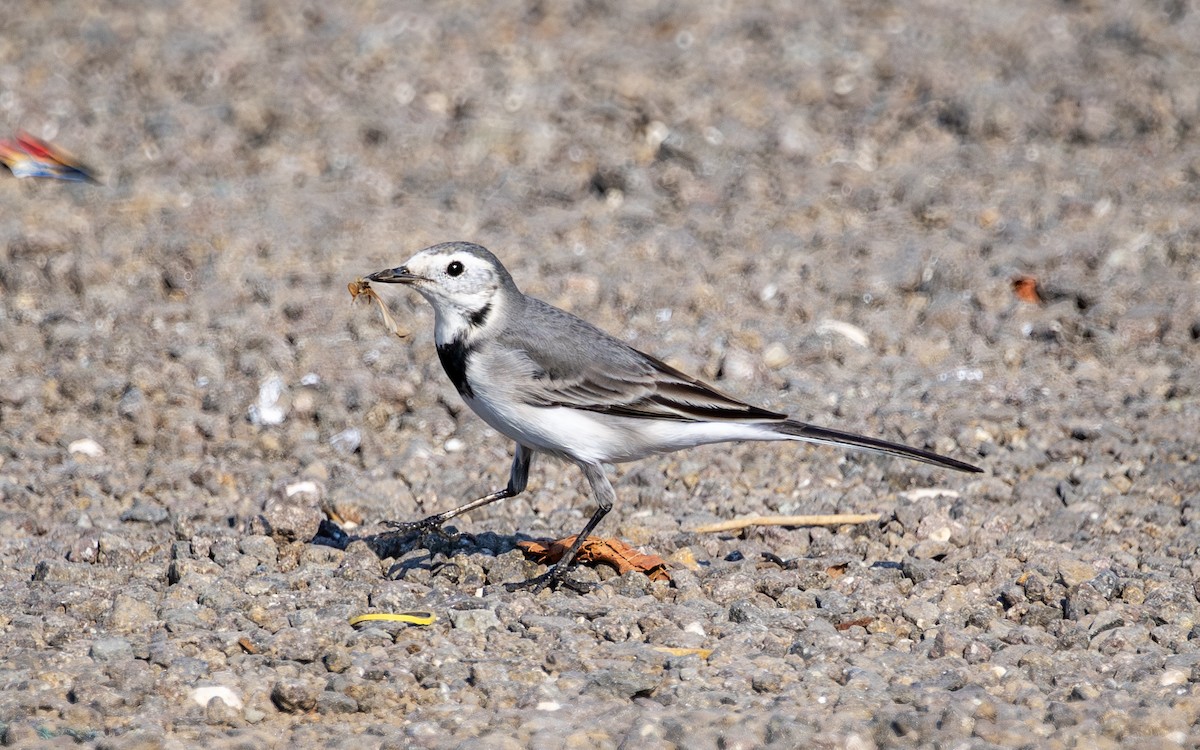 Bergeronnette grise - ML645837330