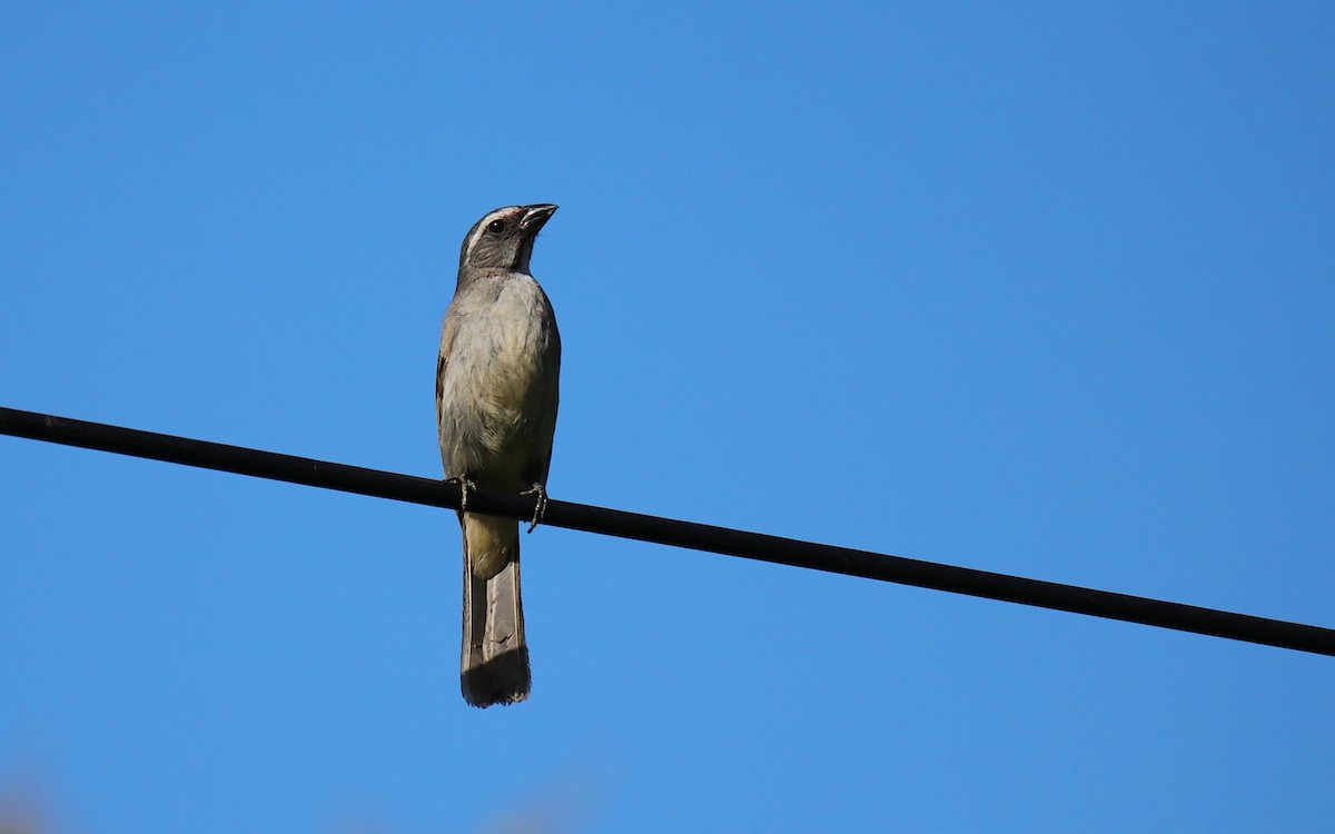 Green-winged Saltator - ML645837333