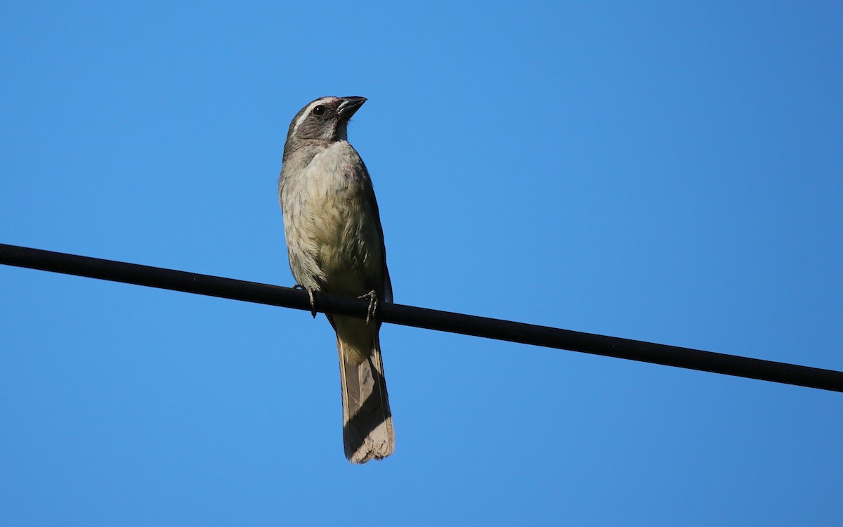 Green-winged Saltator - ML645837334