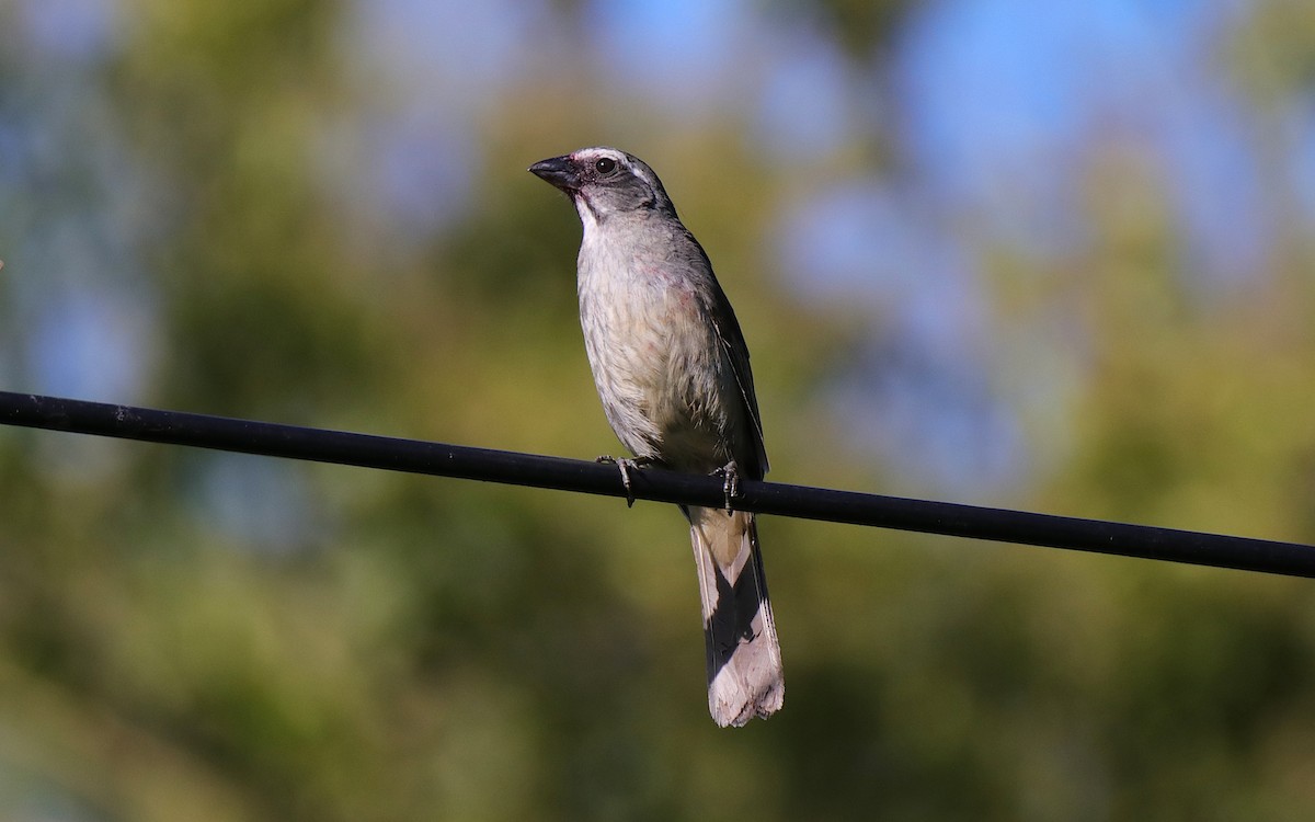 Green-winged Saltator - ML645837335