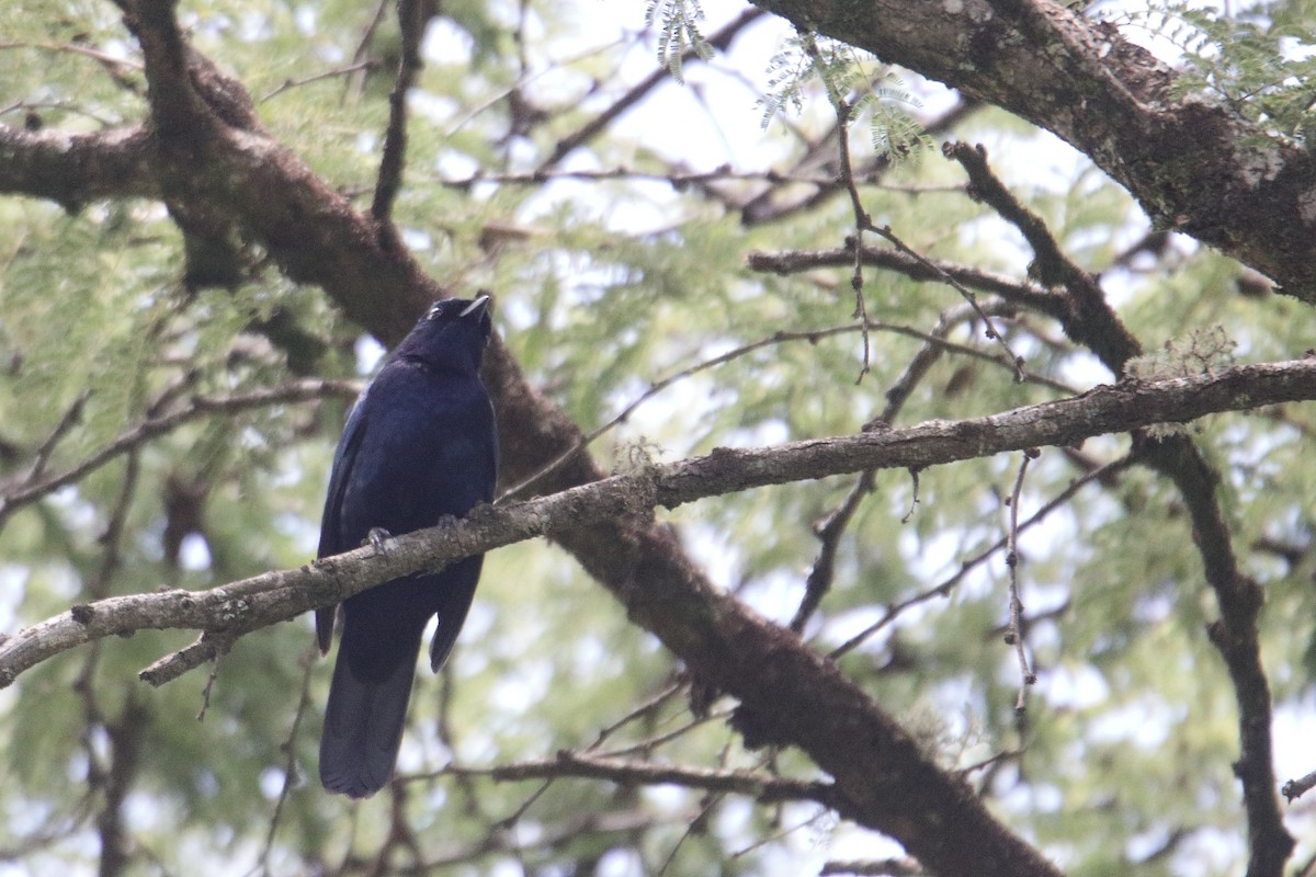 Purple-throated Cuckooshrike - ML645837342