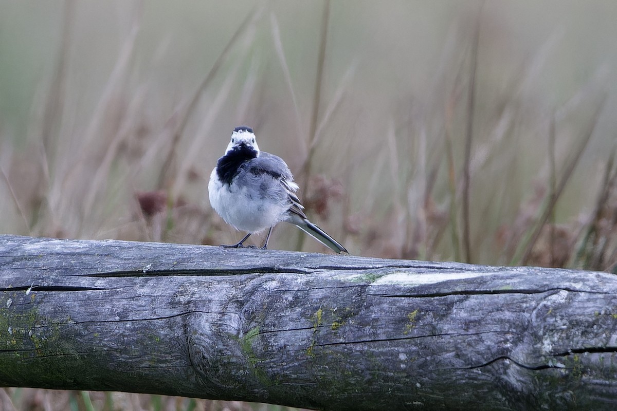 Bergeronnette grise - ML645837356