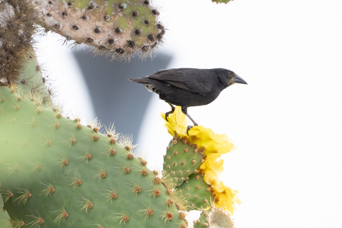 Géospize des cactus - ML645837368