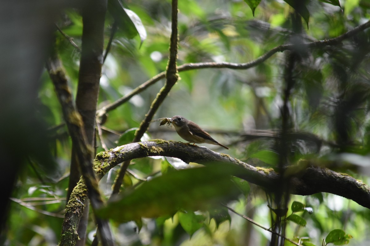 Brown-breasted Flycatcher - ML645837384