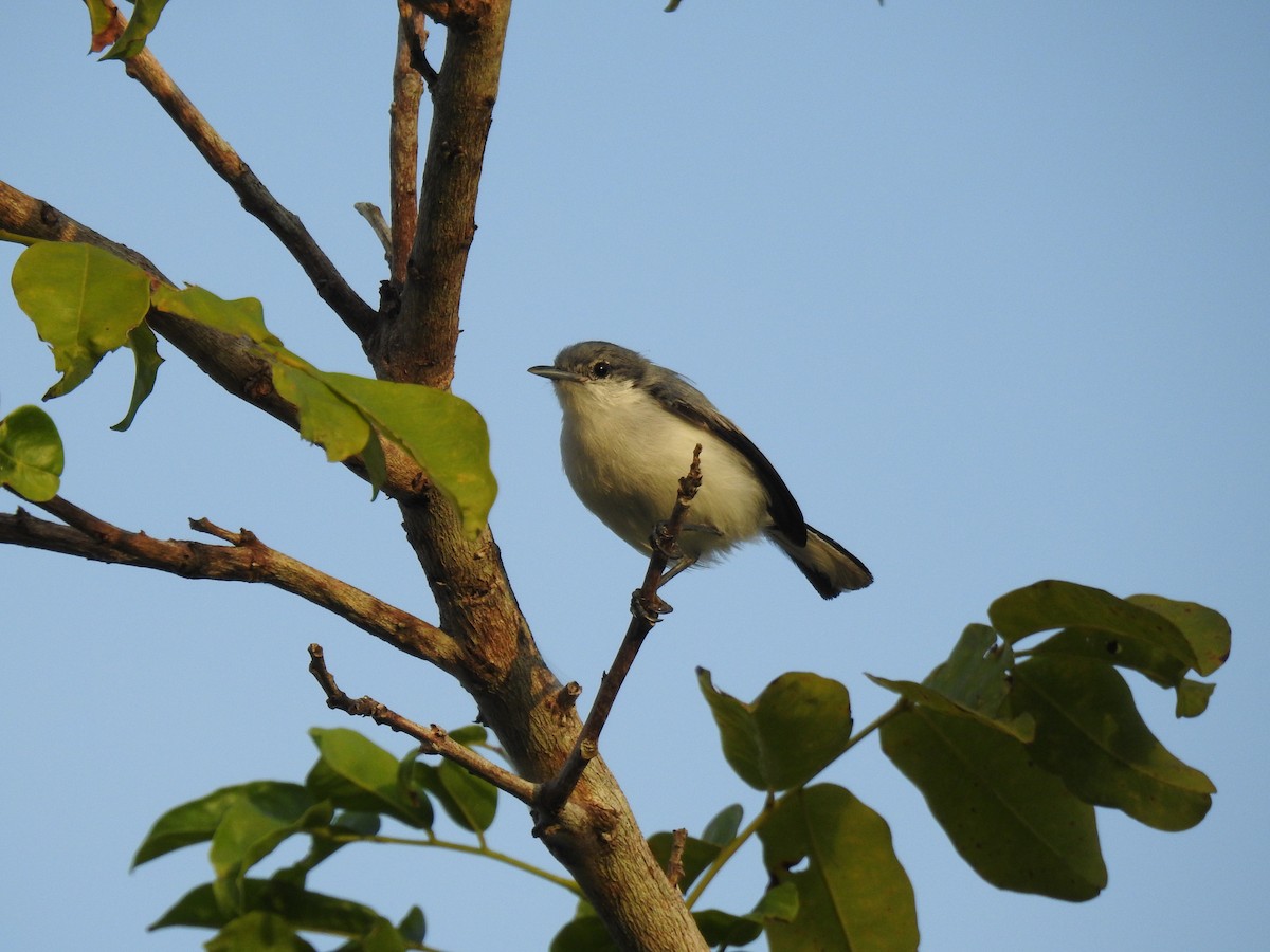 Tropical Gnatcatcher - ML645837385