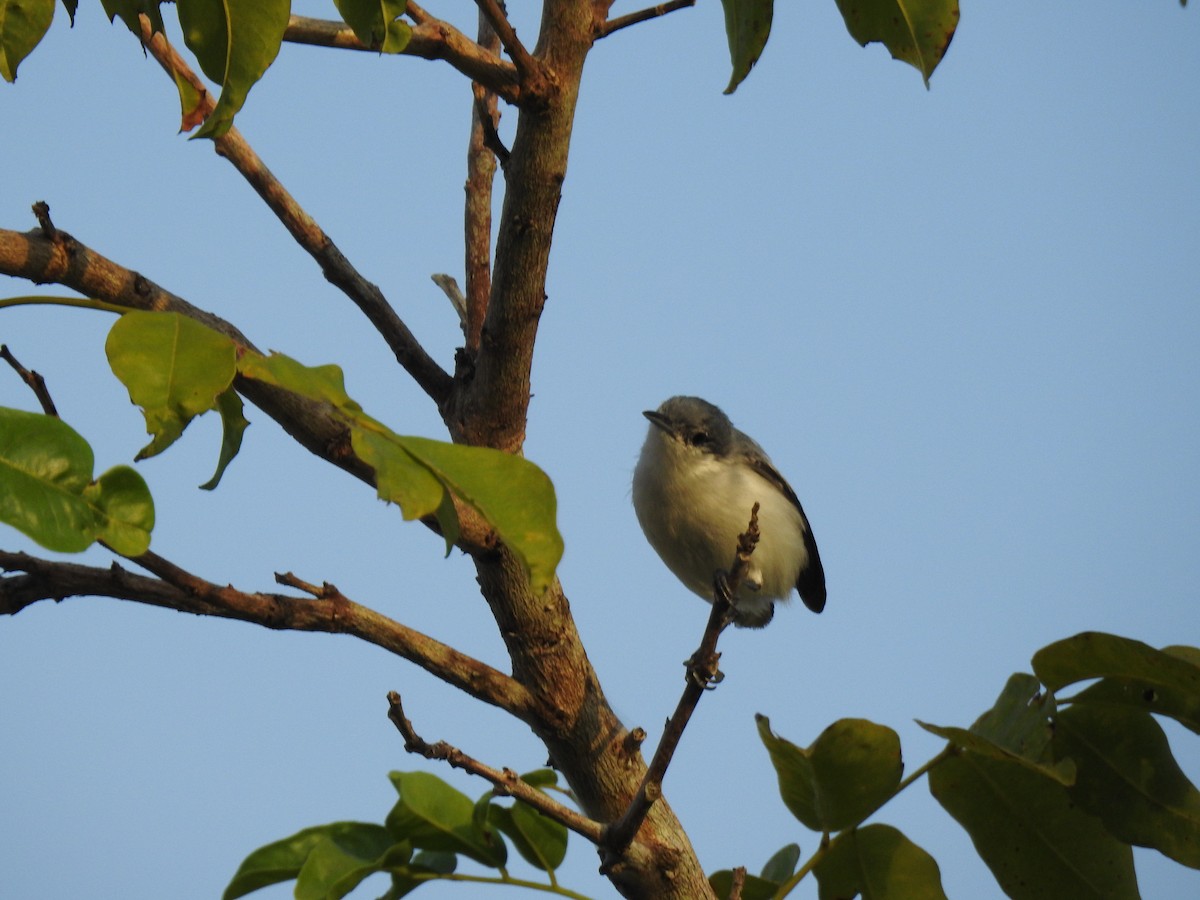 Tropical Gnatcatcher - ML645837386