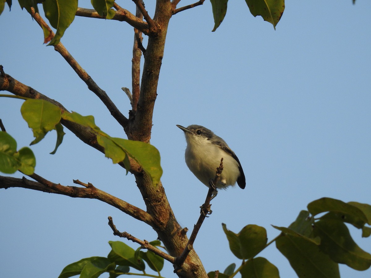 Tropical Gnatcatcher - ML645837387