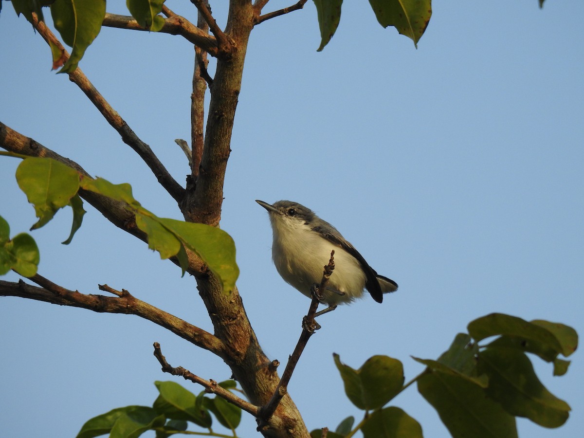 Tropical Gnatcatcher - ML645837388