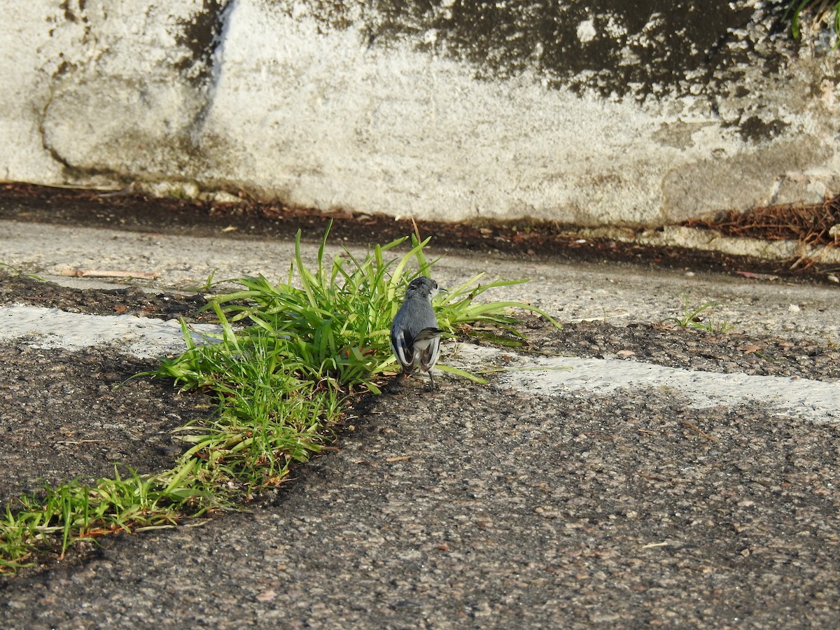 Tropical Gnatcatcher - ML645837389