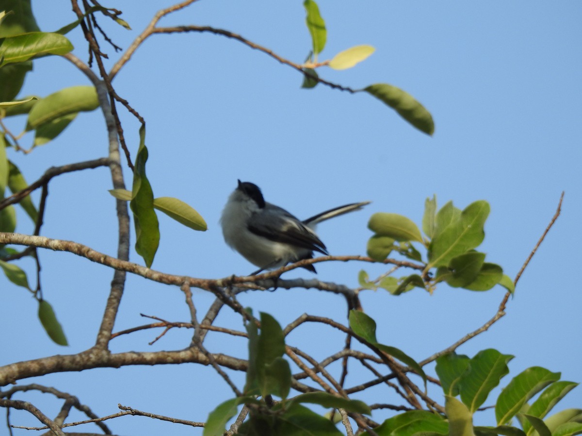 Tropical Gnatcatcher - ML645837390
