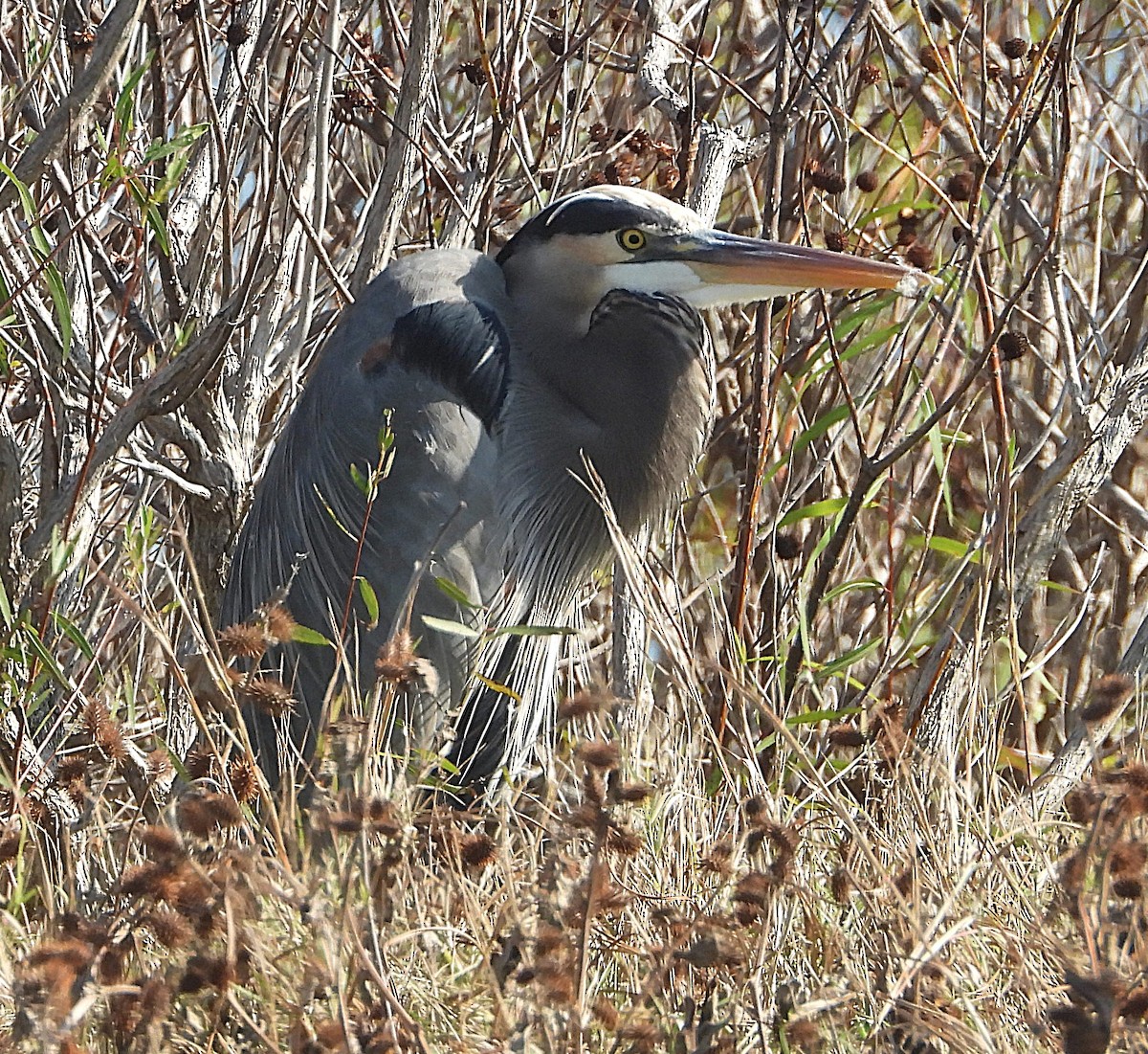 Great Blue Heron - ML645837391