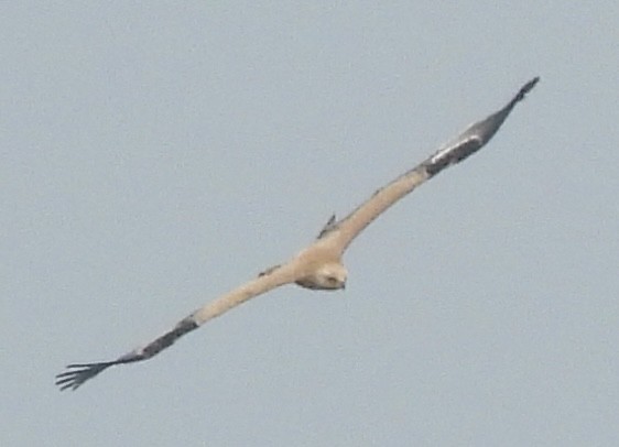 Tawny Eagle - ML645837392