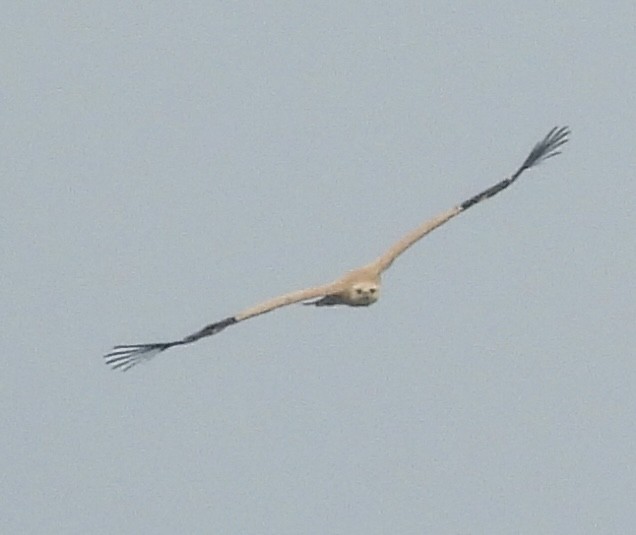 Tawny Eagle - ML645837393