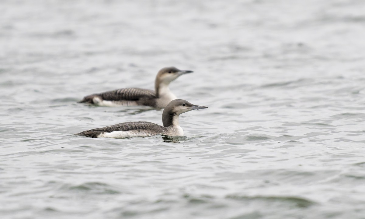 Arctic Loon - ML645837400