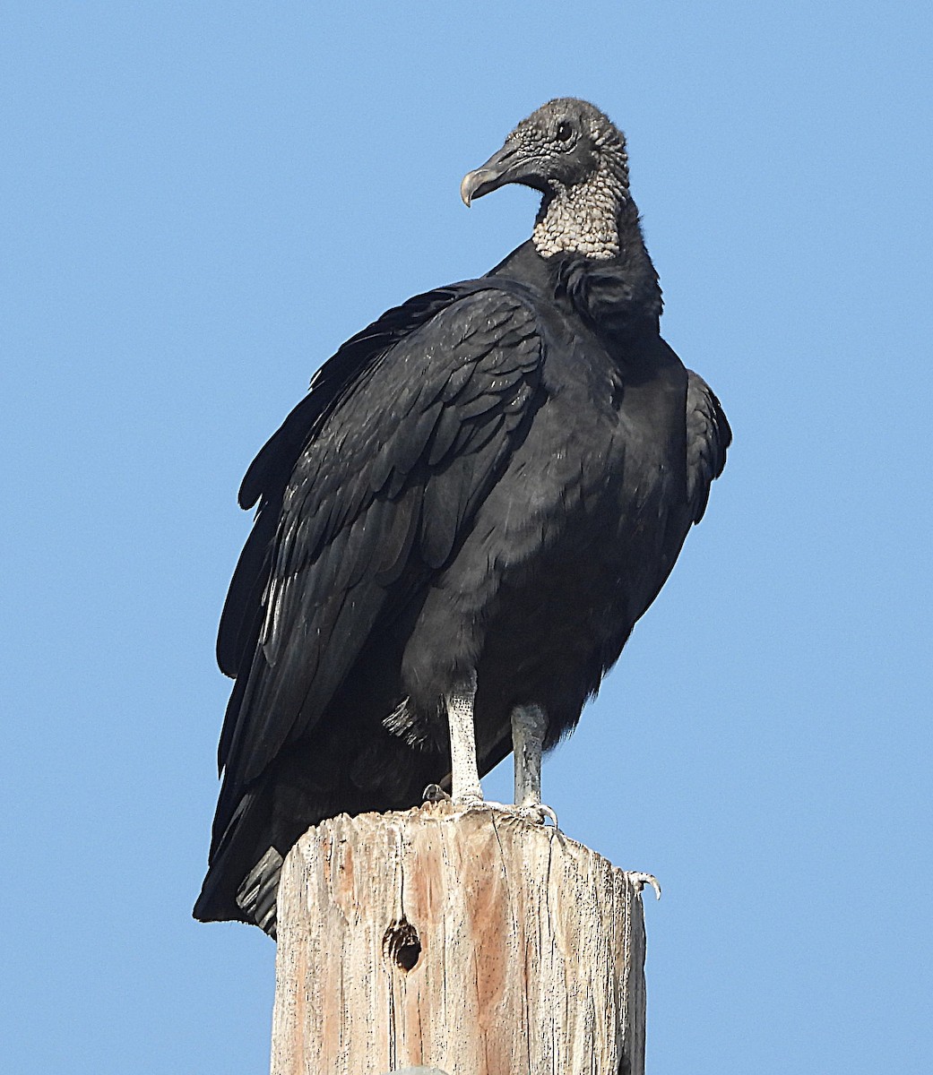 Black Vulture - ML645837402