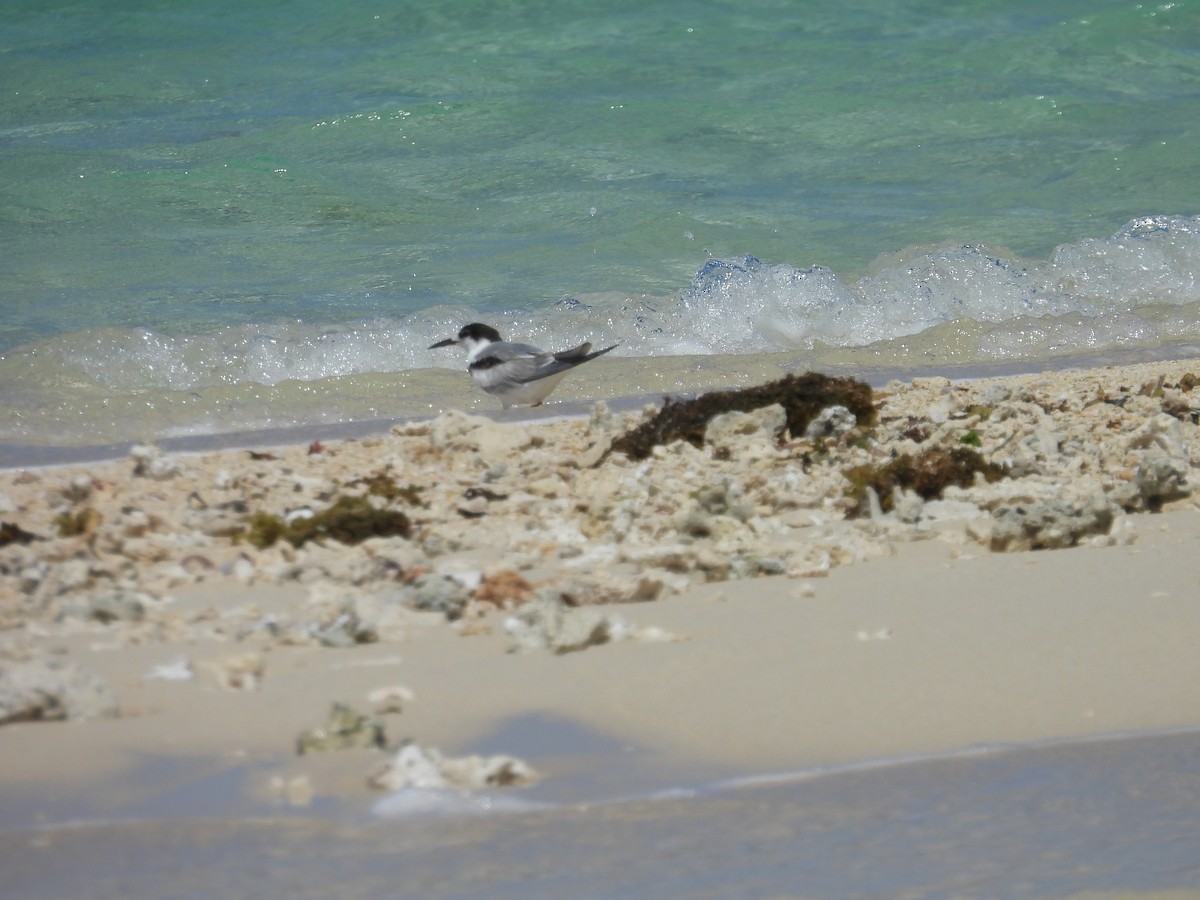 Common Tern - ML645837406