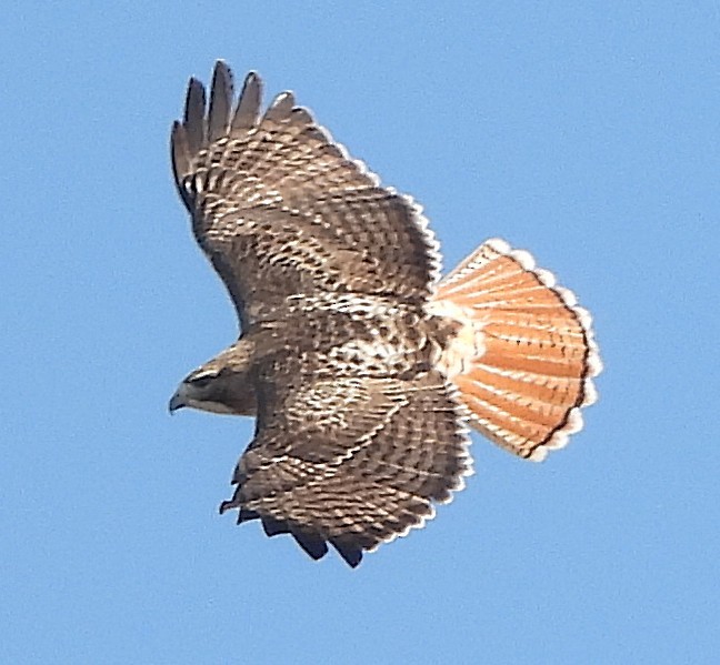 Red-tailed Hawk - ML645837410
