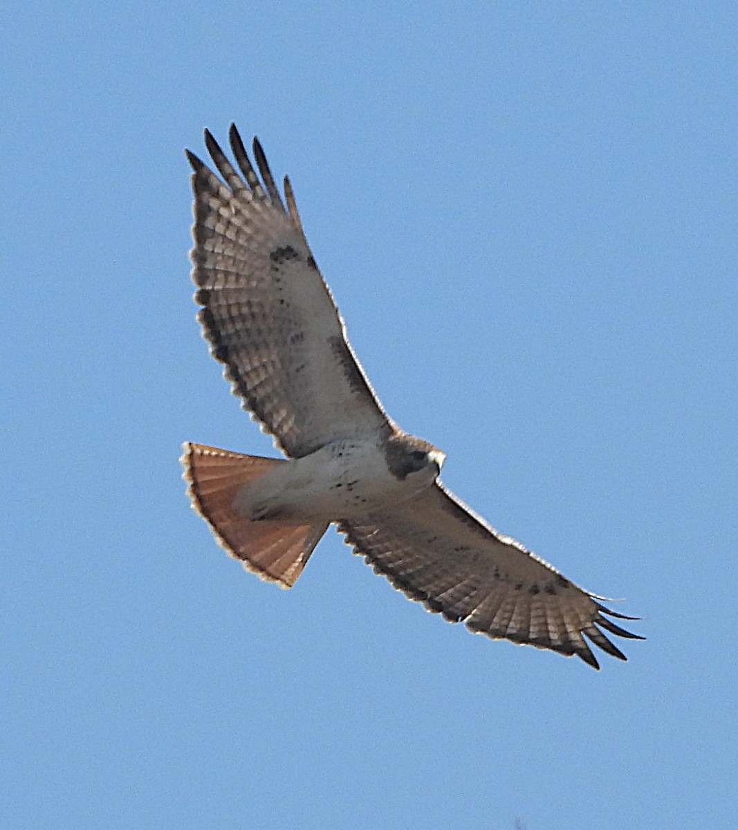 Red-tailed Hawk - ML645837411