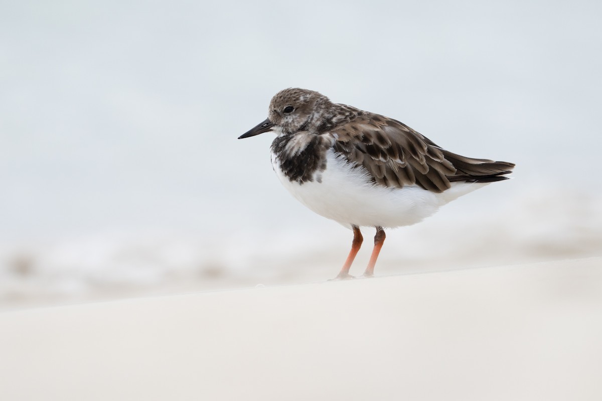 Ruddy Turnstone - ML645837412
