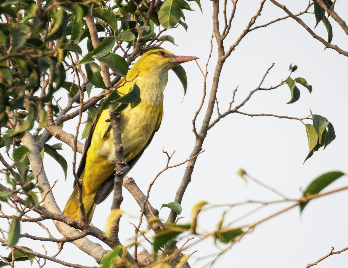 Loriot indien - ML645837417