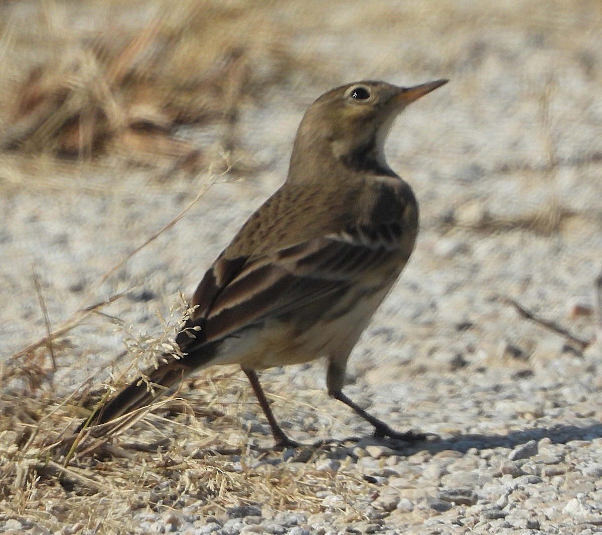 American Pipit - ML645837427
