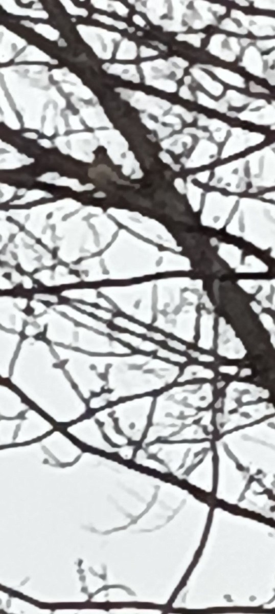 Evening Grosbeak - ML645837435