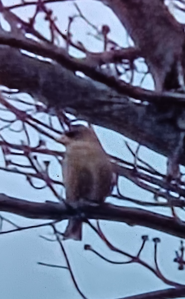 Evening Grosbeak - ML645837436