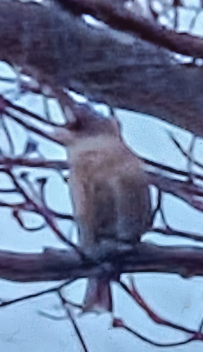 Evening Grosbeak - ML645837437