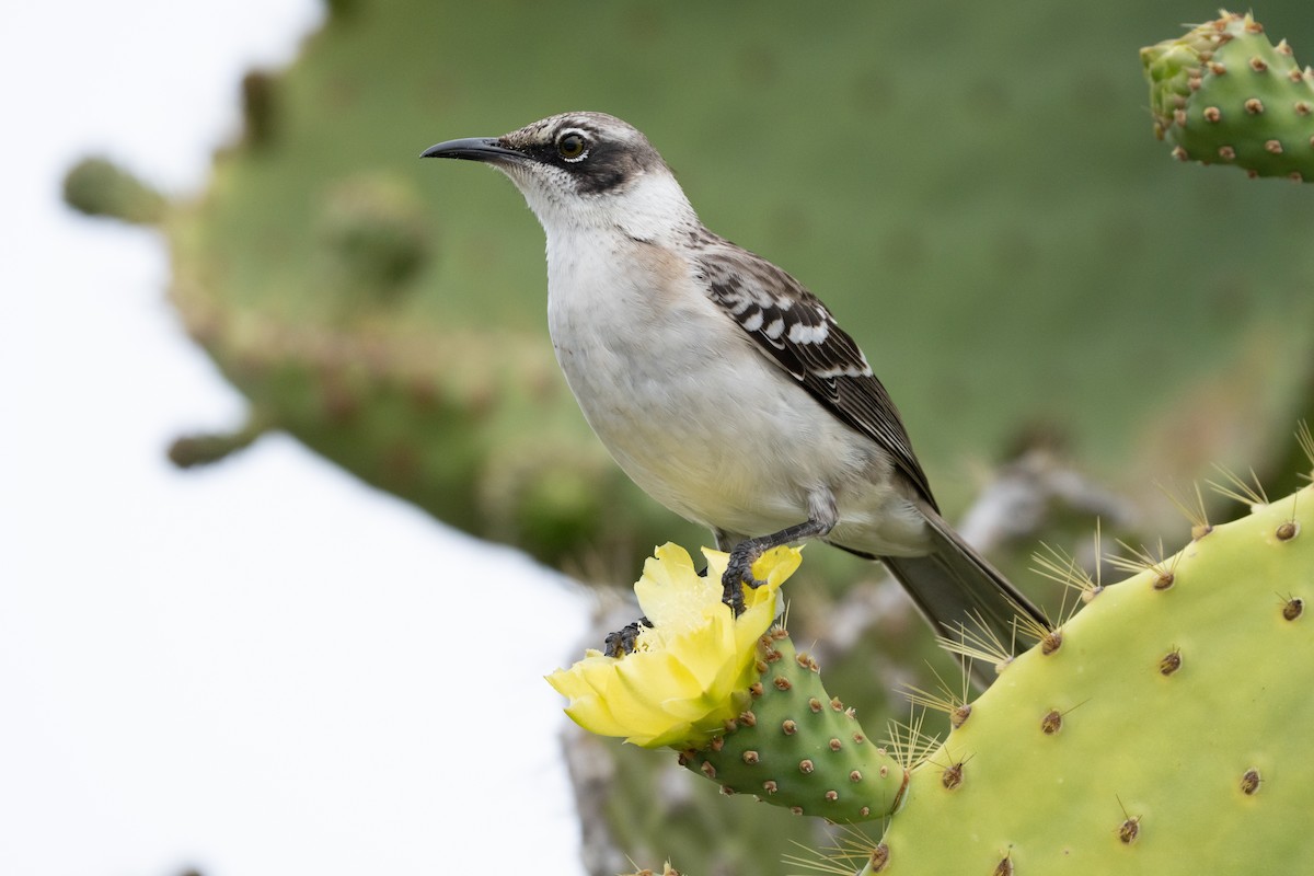 Galapagos Mockingbird - ML645837438