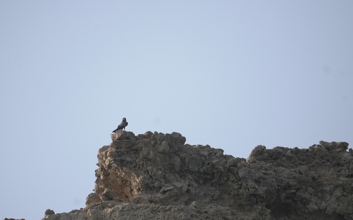 ostříž arabský - ML645837451