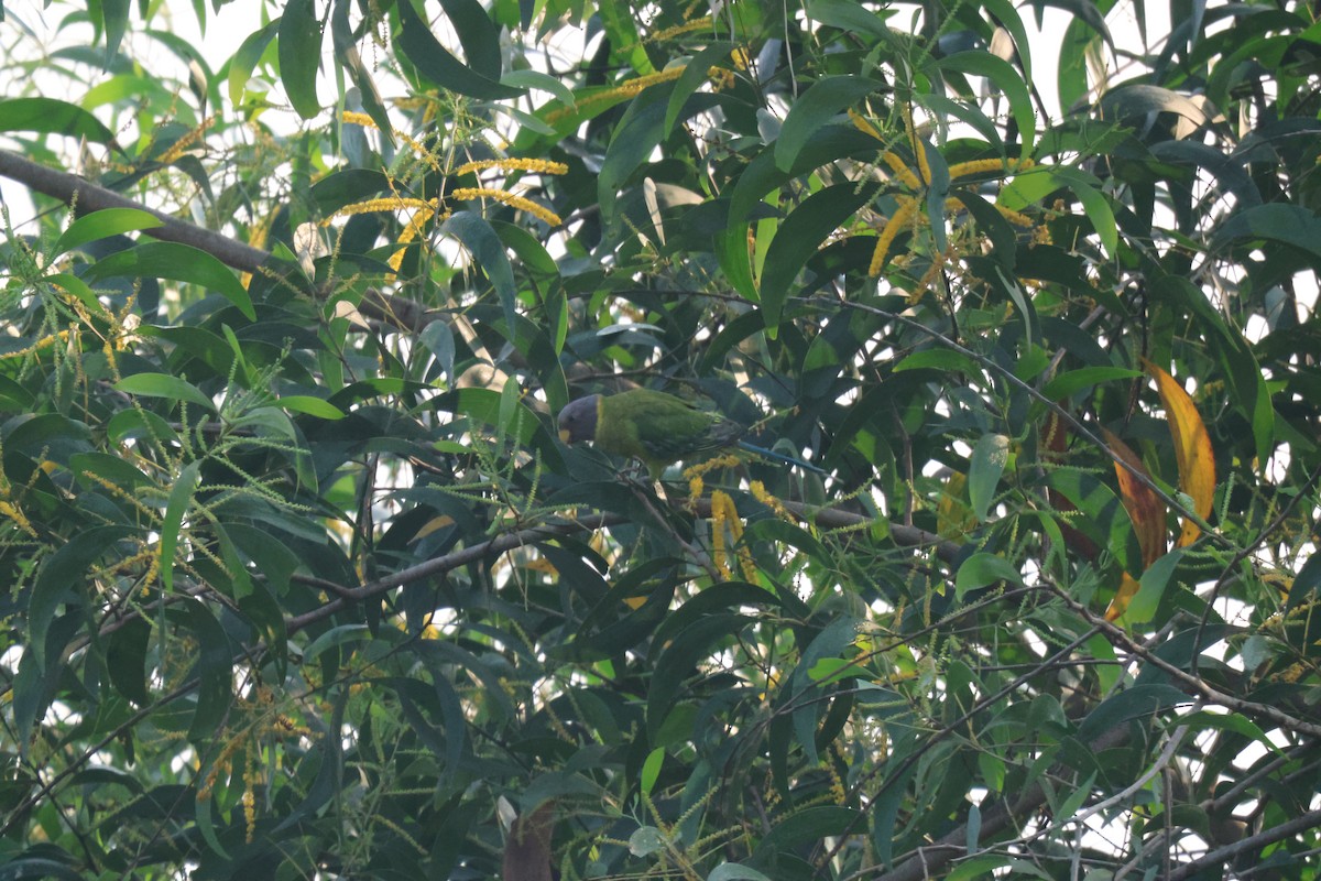 コセイインコ - ML645837460