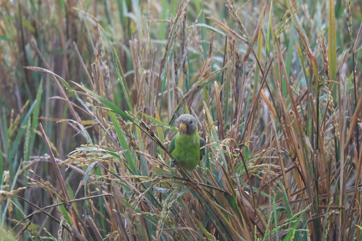 コセイインコ - ML645837461