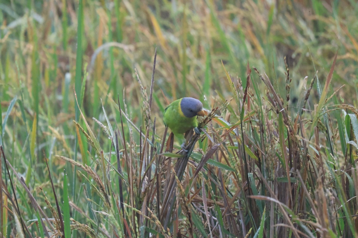 コセイインコ - ML645837462