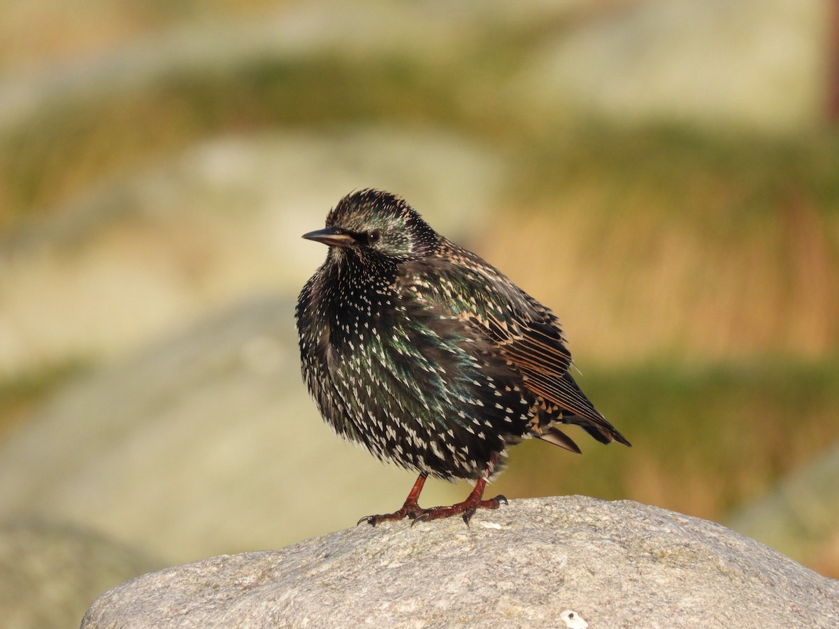 European Starling - ML645837464