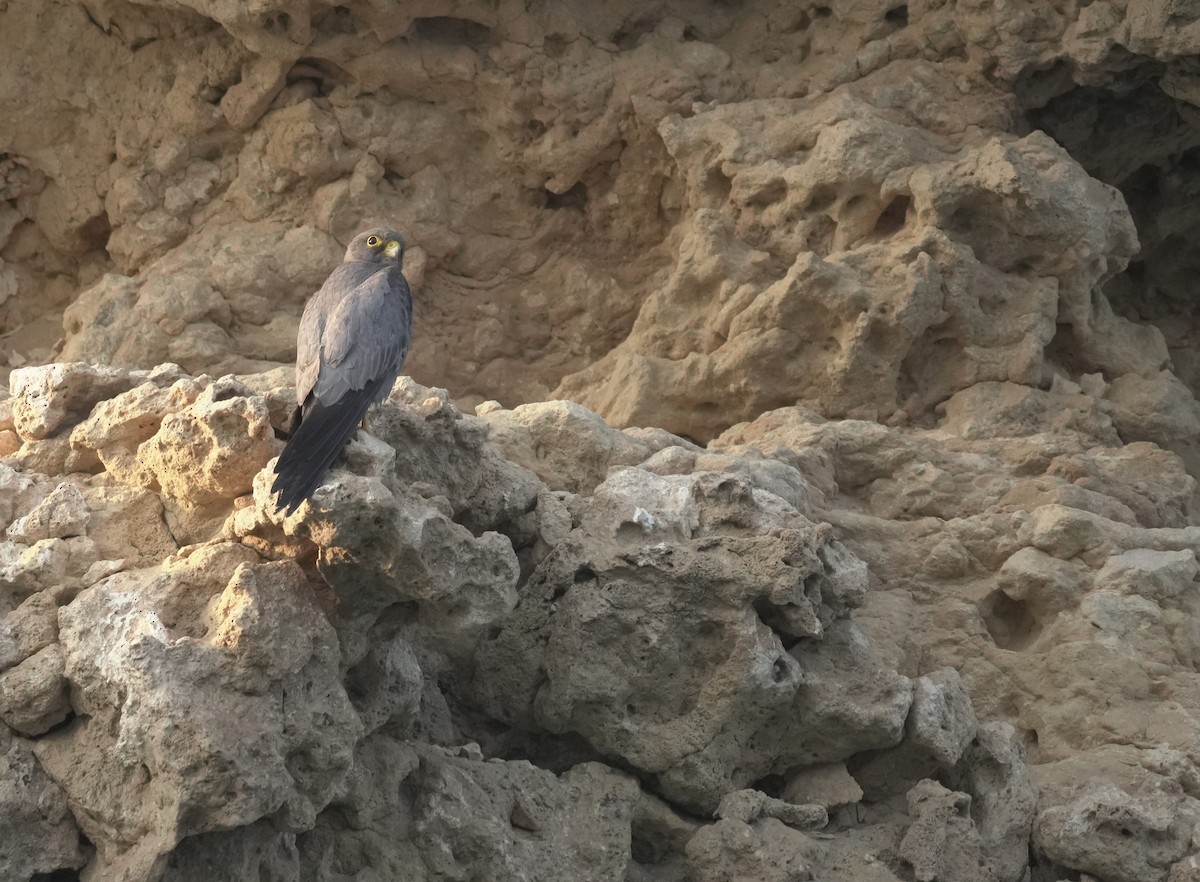 ostříž arabský - ML645837470