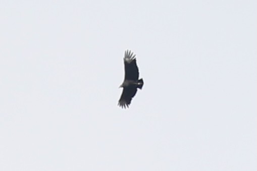 Black Vulture - ML645837472