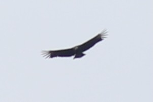 Black Vulture - ML645837474
