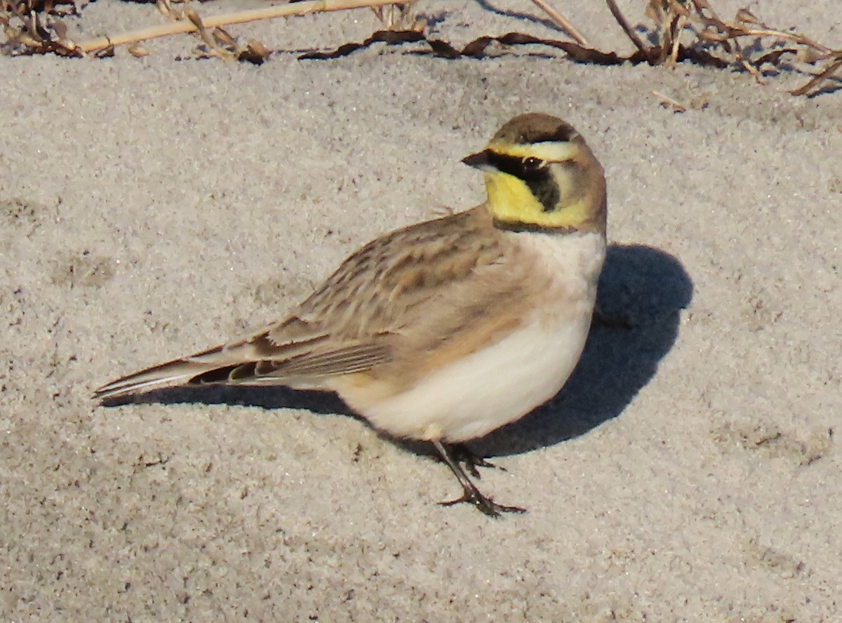 Horned Lark - ML645837475