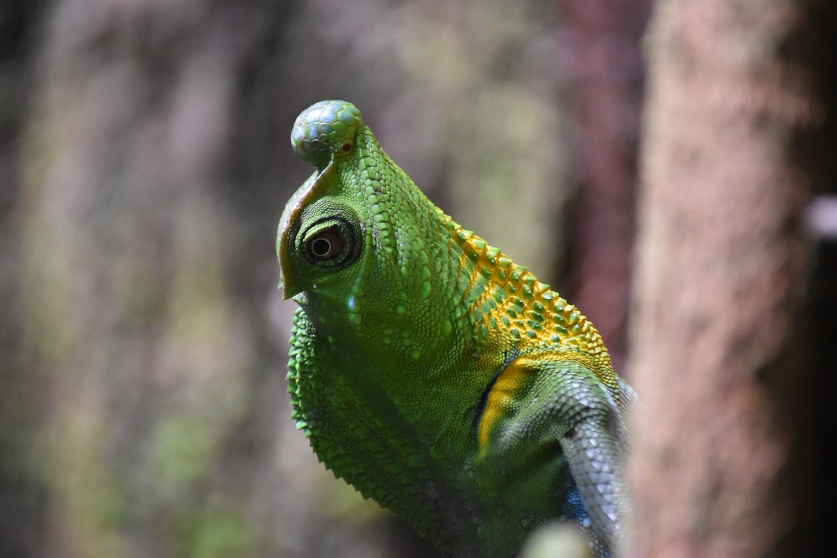Hump Snout Lizard - ML645837480
