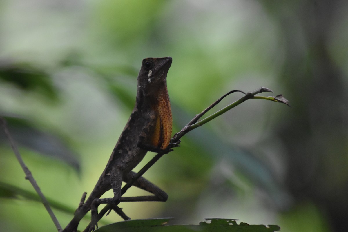 Sri Lanka Kangaroo Lizard - ML645837481