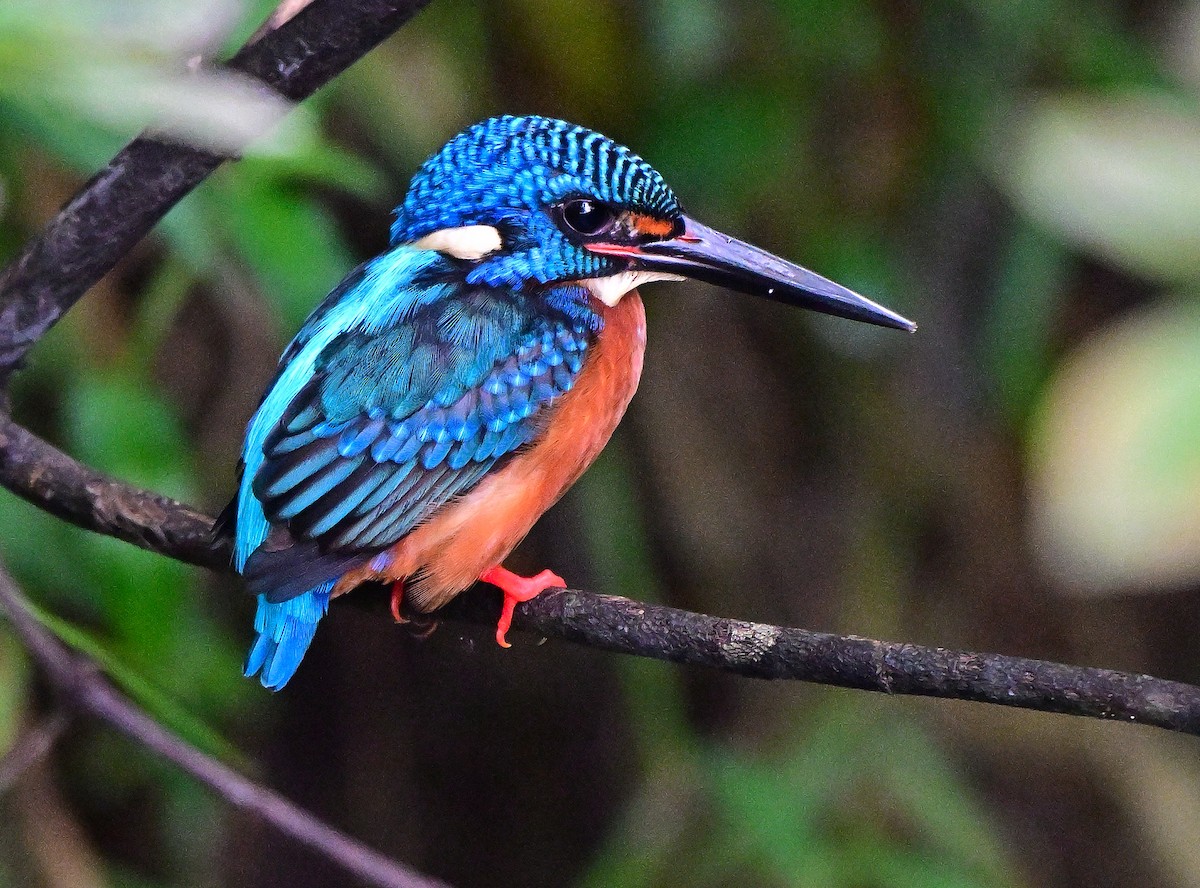 Meninting Yalıçapkını - ML645837484