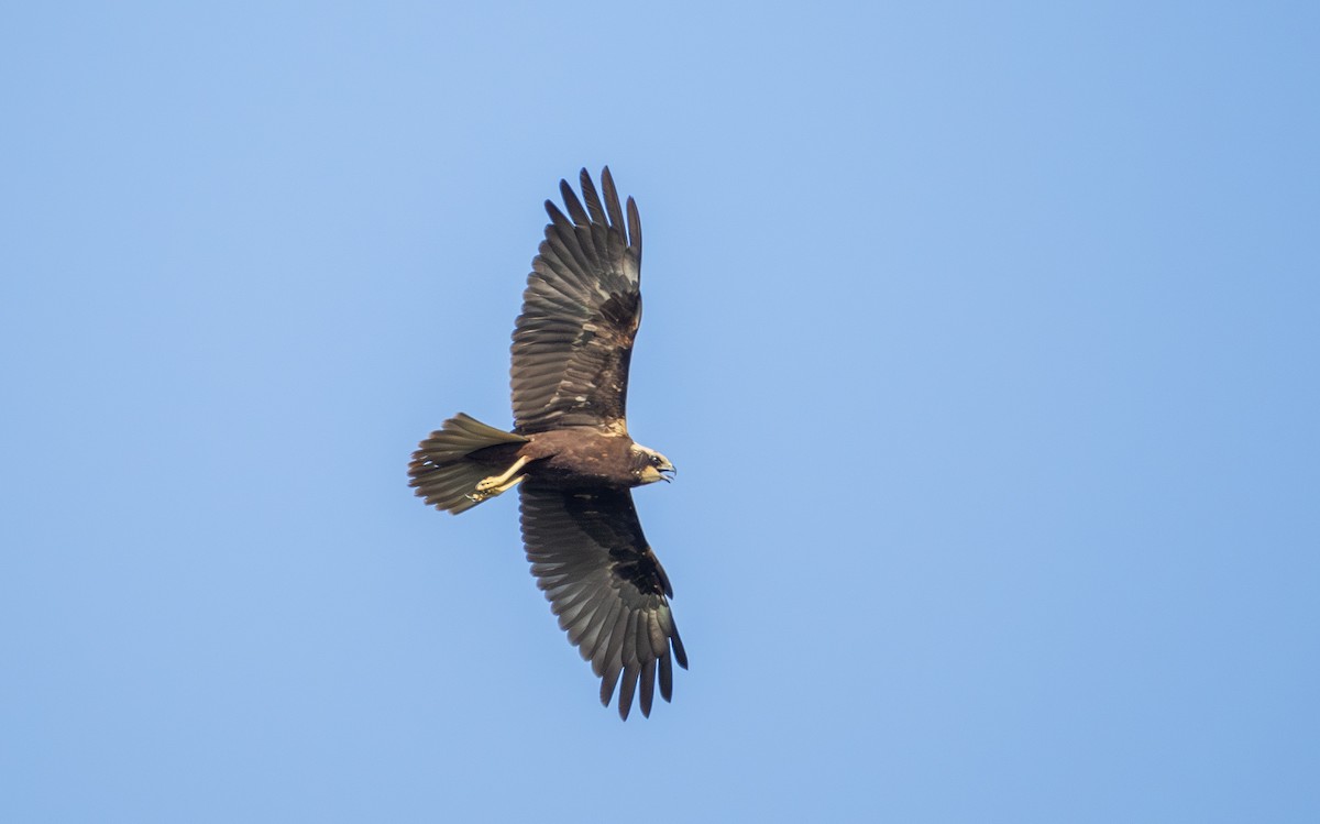 西方澤鵟 - ML645837496