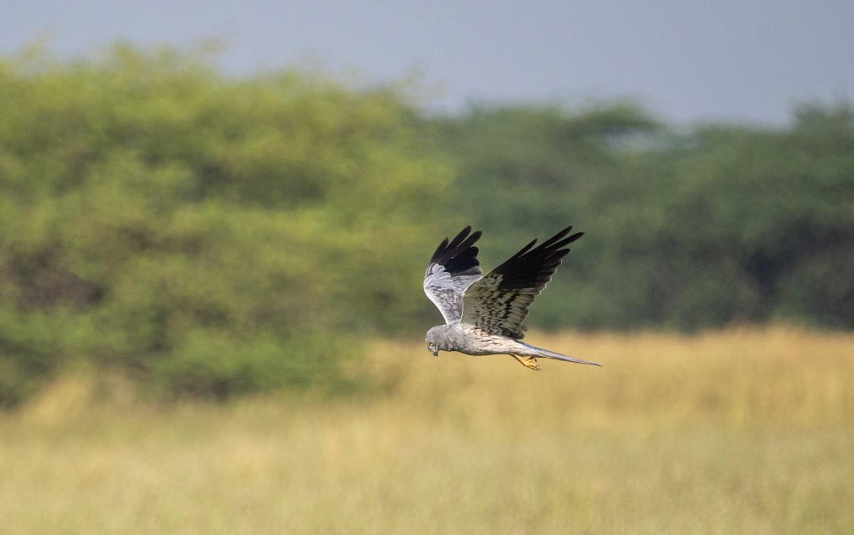 Montagu's Harrier - ML645837497