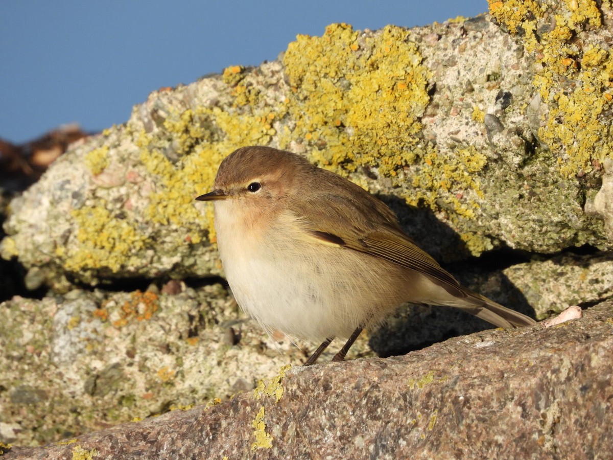 Common Chiffchaff (Siberian) - ML645837499