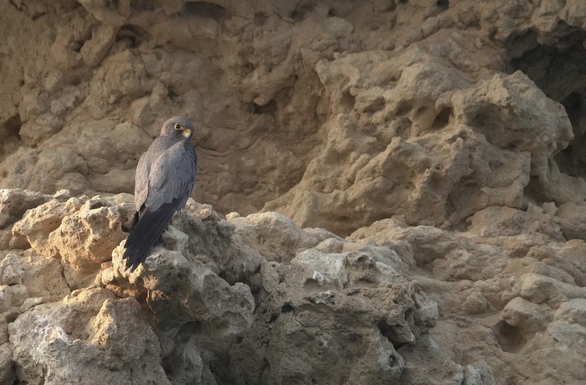 ostříž arabský - ML645837503