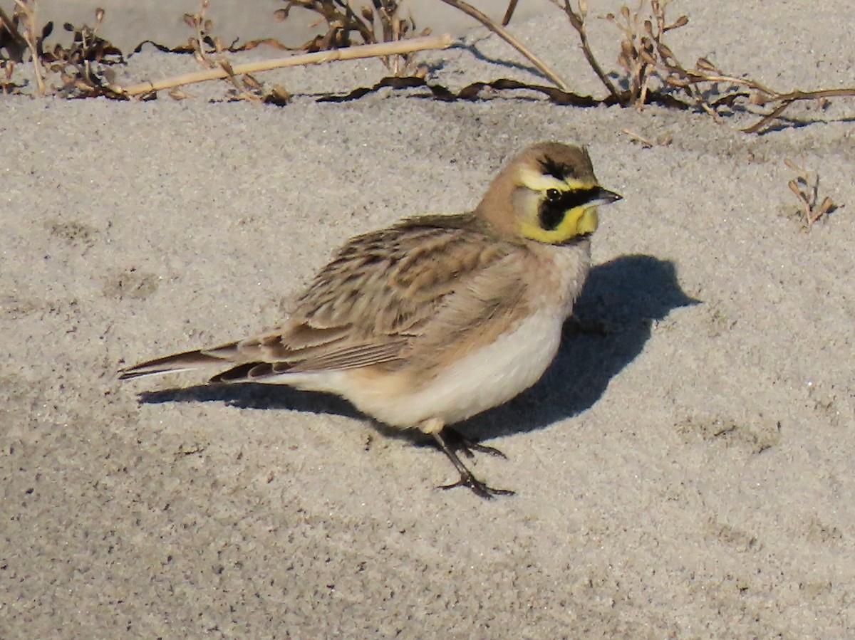 Horned Lark - ML645837505