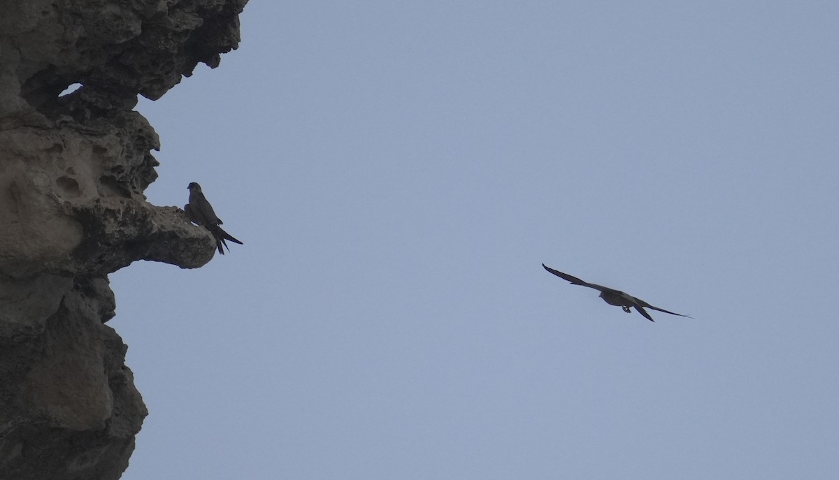 ostříž arabský - ML645837517