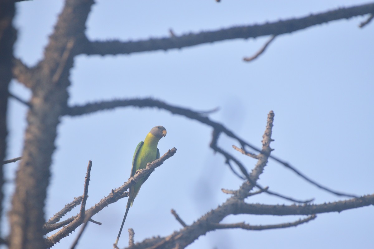 コセイインコ - ML645837526